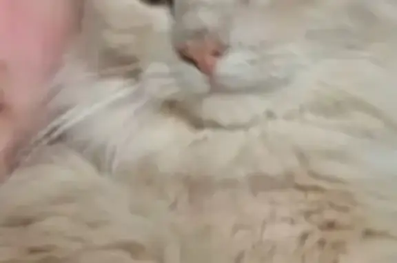 Chat blanc crème perdu à Bouilly - photo