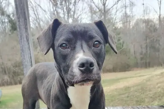Lost and found pets , photo: Friendly Black & White Dog Found in Opelika