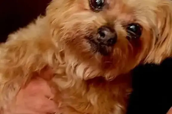 Perra mayor perdida, color caramelo, Sant Josep