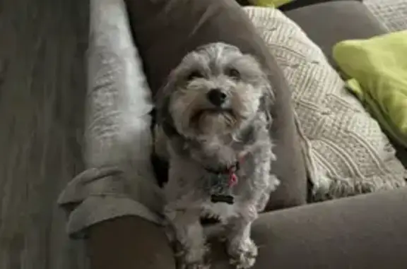 Help Find Negrito: Sweet Gray Dog Lost