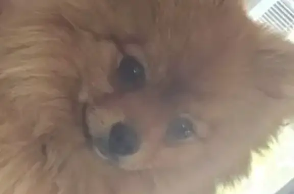 Chien perdu sans collier à Coutras - photo