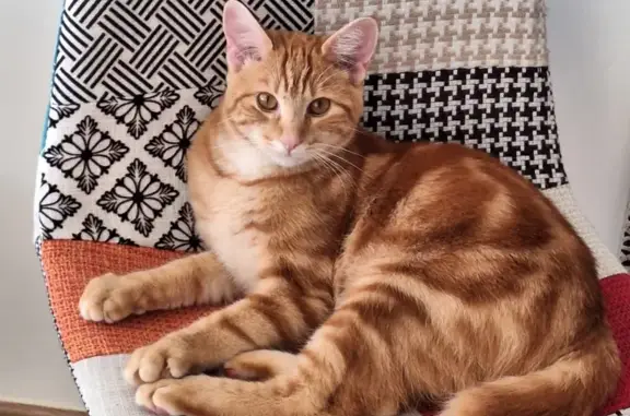 Animaux trouvés Ajaccio, photo: Chat roux sociable trouvé à Ajaccio