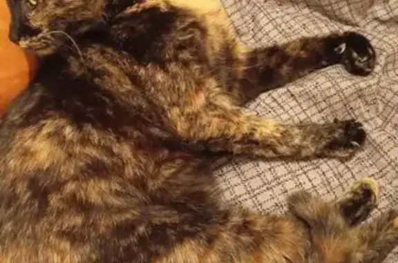 Petite chatte écaille disparue à Alençon - photo