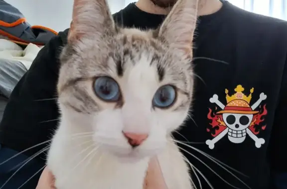 Animaux perdus , photo: Chatte 5 mois disparue, yeux bleus, Beaumont