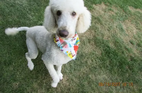 Help Find Jasper: Missing Poodle, Reward! - photo