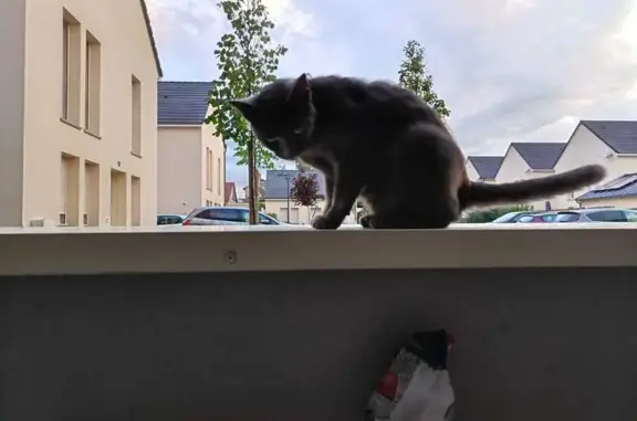 Animaux perdus Chartres, photo: Chacha, chat mâle perdu à Chartres