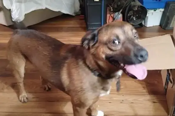 Lost Dog: Brown, Black & White in Tulsa