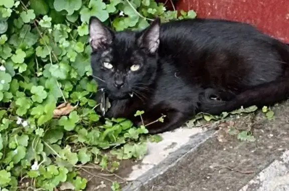 Animales perdidos Ciudad Nezahualcoyotl, foto: ¡Gato Negro Perdido: Anubis en Neza!