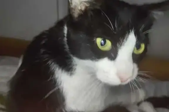 Se busca: Gata Oreo, negra y blanca, 3 años