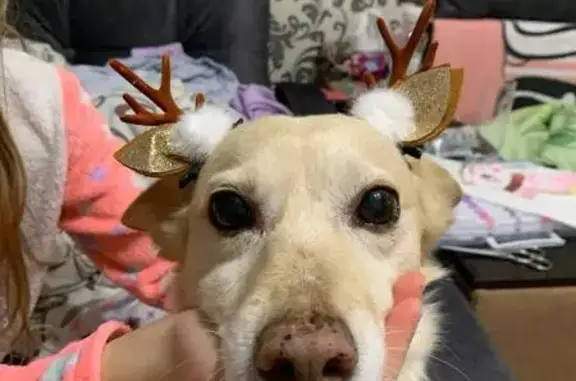 Зникла собака на Городоцькій, Львів