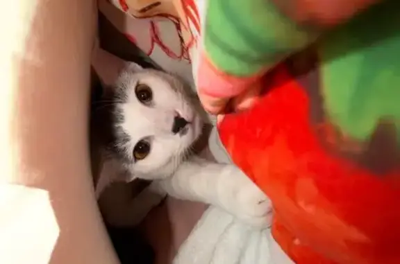 Lost Cat Prince: Help Find Him in Texas!