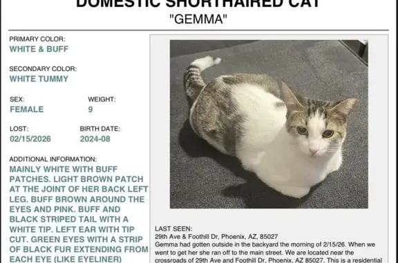 Lost pets Phoenix, photo: Missing Cat: White with Buff Patches