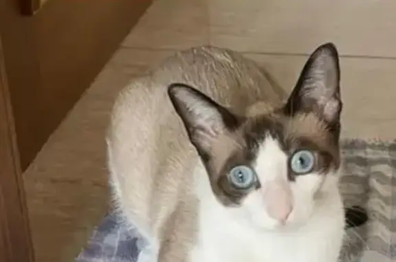 Gato desaparecido