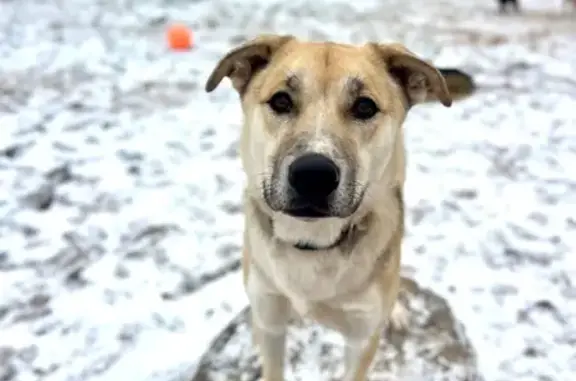 Lost Dog Shy: Sweet, Tri-Colored, Scared