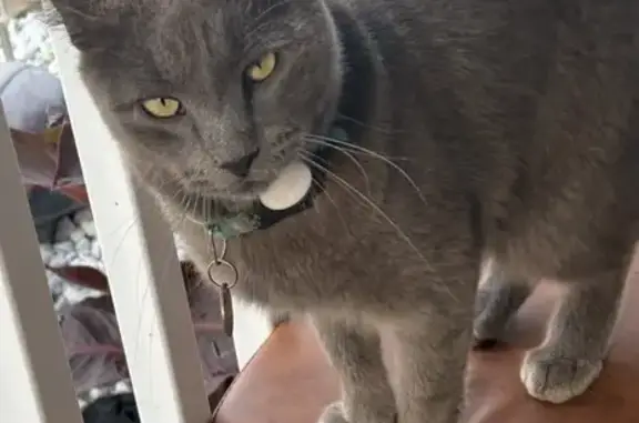 Missing cat Levittown, photo: Missing Grey Cat: AirTag, Blue Collar
