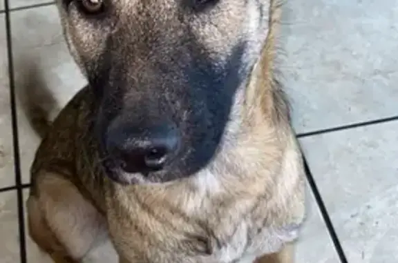 Lost Tan Dog: Black Snout, Scar on Head