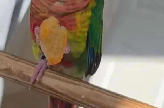 Lost and found pets New York, photo: Lost Green Cheek Conure: 'Kiwi' in NYC