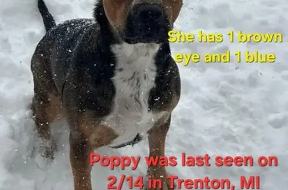 Missing Dog: Brown, White & Black in Trenton