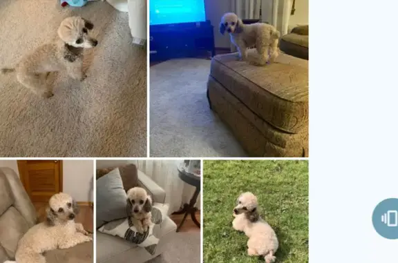 Lost Beige Poodle, 7, Alamo TN, Skyline Dr
