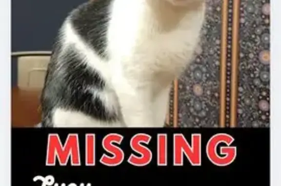 Missing cat Cedar Lake, photo: Missing Tuxedo Cat: Cedar Lake Area