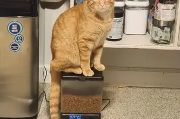 Orange tabby with golden eyes and a long thick tail. Very friendly. Never been outside so may be afraid. 14 pounds. Not microchipped