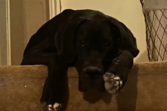 Lost Great Danes: Black & Merle in SA