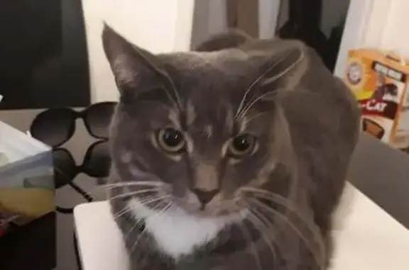 Help Find Tigger: Lost Cat in Scarborough