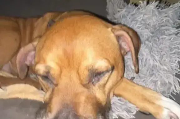 Lost pets Macedon Ranges, photo: Lost: Energetic Brownie, Macedon Ranges