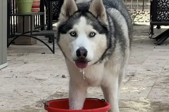Lost and found pets Arizona City, photo: Friendly Found Dog in Glendale, AZ