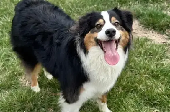 Lost Mini Aussie: Black & White in Raymore