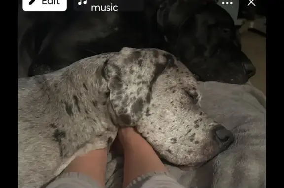 Lost: Merle & B/W Great Danes in SA