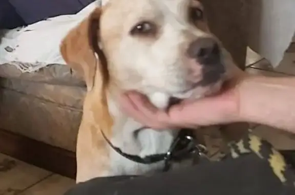 Perro encontrado Guadalajara, foto: Perro Café Claro Encontrado en Colinas de la Normal