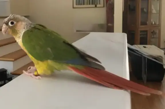 Lost Bird: Red Chest, Answers to Trixie