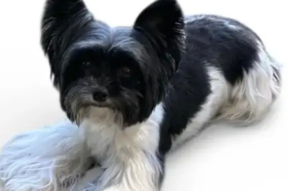 Help Find Oreo: Lost Near Dr. Phillips, FL