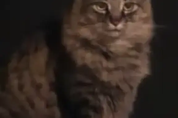 Missing cat , photo: Help Find Chub: Lost Cat in Georgia