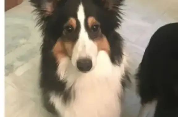 Lost Tri-Colored Sheltie on Decker Rd