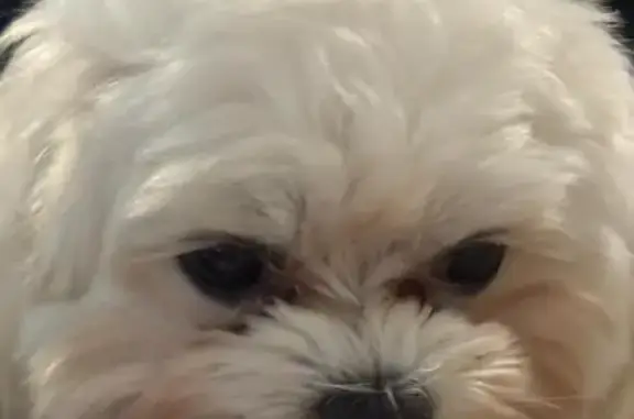 My white Maltese dog, Floyd, is missing. He does not have a collar or microchip. He is very loved and we are hoping to bring him home soon. Please help by sharing. Thank you.