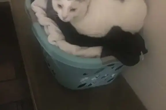 Lost 15-Year-Old Cat: White with Black Spots