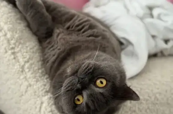 Зникла британська кішка на бульварі Руденка