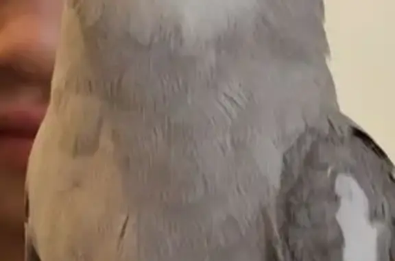 Lost Cockatiel in Balwyn North - Help!