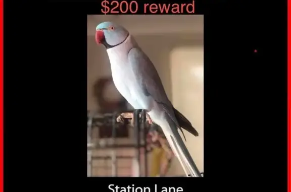 Lost Blue Parrot: Talks & Swea...