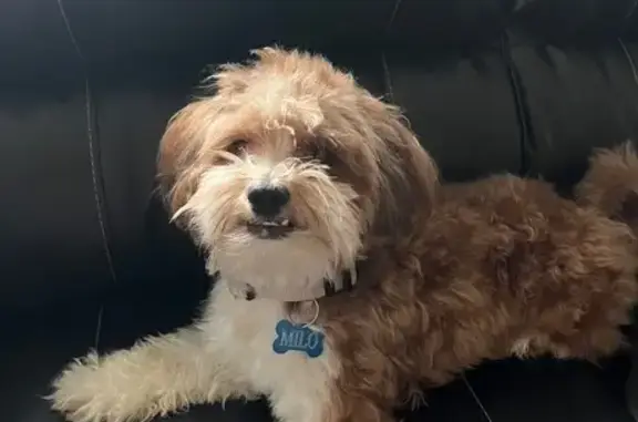 Lost Dog Near Taco Bell on Ringgold Rd