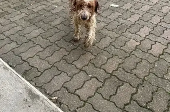 Chien perdu beige/marron à Riscle - photo