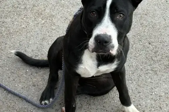 Lost and found pets Dallas, photo: Sweet Young Pittie Found at Steven's Park