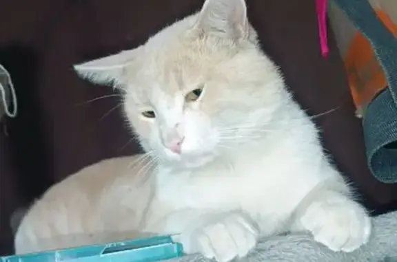 Gato Perdido en Zapopan: Café con Leche