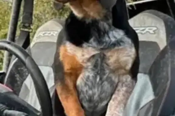 Beagle-épagneul perdu à Ligny-le-Ribault - photo