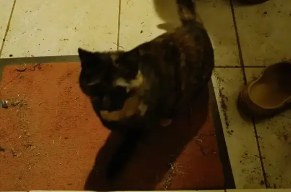 Animaux trouvés , photo: Chat écailles de tortue trouvé à Donzy