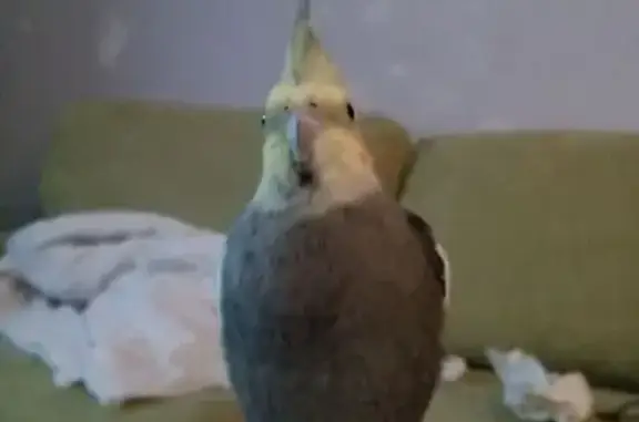 Lost pets Adelaide, photo: Lost Grey Cockatiel: Percy in Adelaide