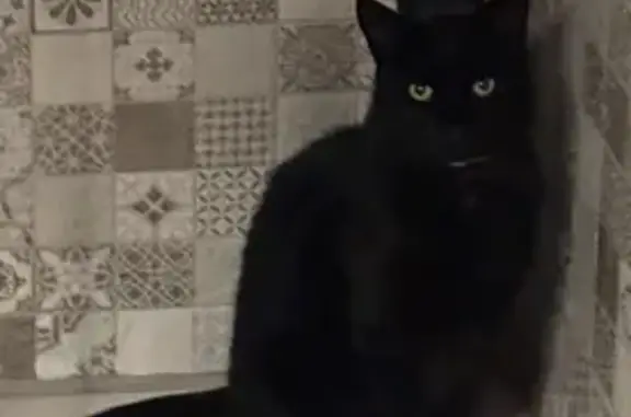 Gato Negro Perdido en La Eliana: Patas Blancas