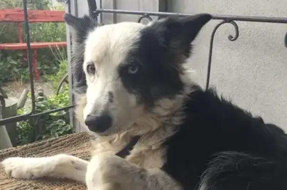 Chien perdu Azille, photo : Chienne âgée perdue à Azille